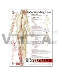   Understanding Pain Anatomical Chart